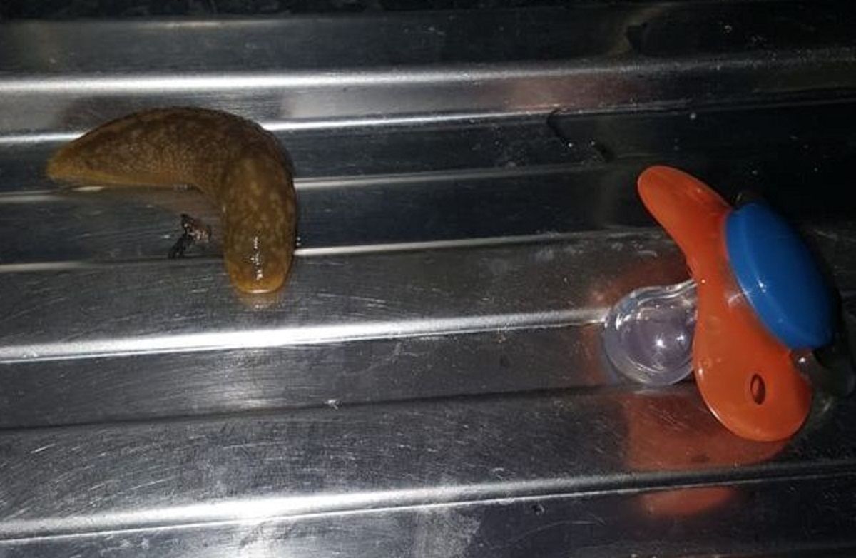 Kobieta znalazła ślimaki na smoczku syna