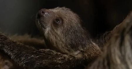 "Baby boom" w warszawskim zoo. Opiekunowie pokazali urocze zdjęcie