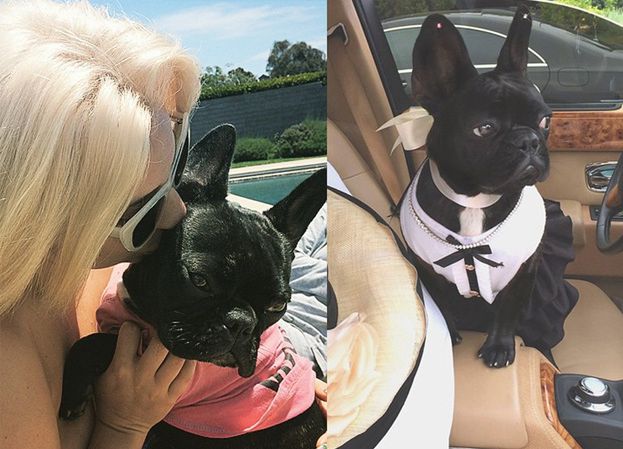 Lady Gaga zaprojektuje kolekcję ubrań dla psów…