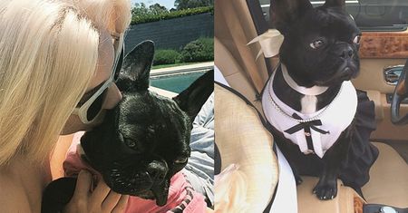 Lady Gaga zaprojektuje kolekcję ubrań dla psów…