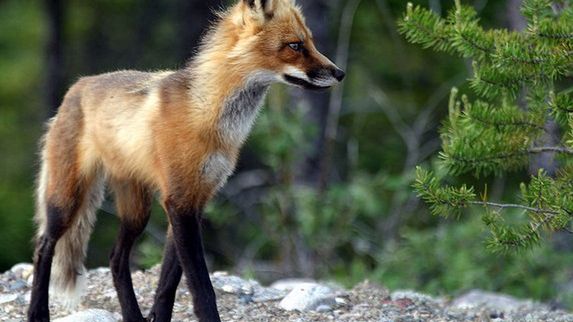 Mozilla ujawnia wygląd Firefoksa 5. Zobacz pierwsze screeny 1