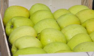 Tę odmianę jabłek wysiewali zakonnicy. Uwielbiał ją król, najlepszą do pochrupania