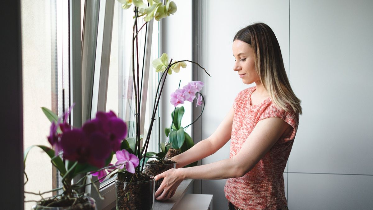 Zadbaj o swoje storczyki!