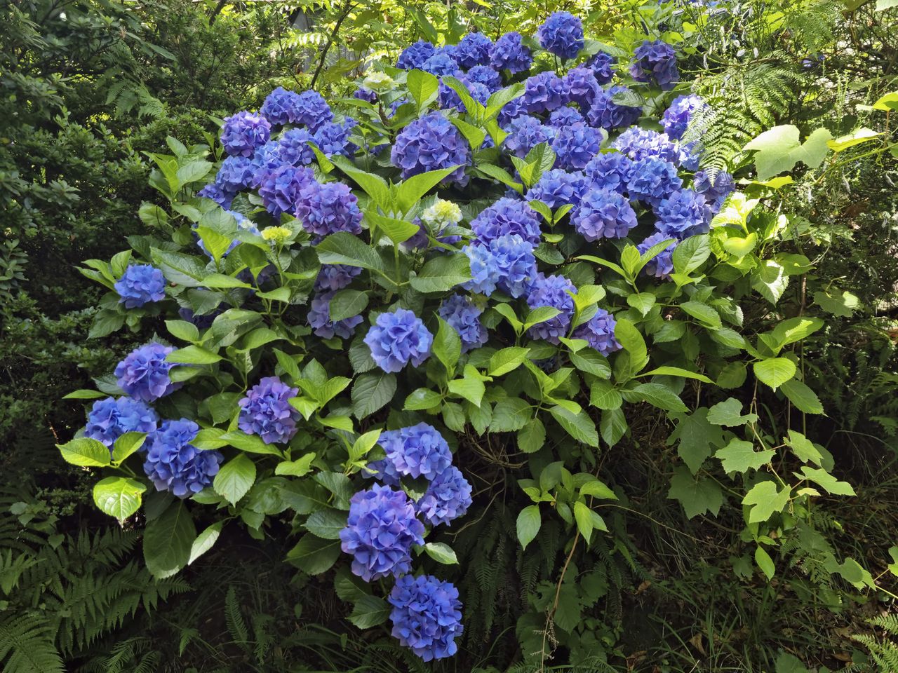 Kup w aptece, rozpuść w wodzie i podlej. Hortensje zrobią się niebieskie