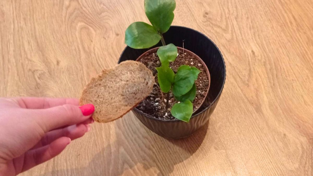 Domowy nawóz do zamiokulkasa przygotowuje w mig 