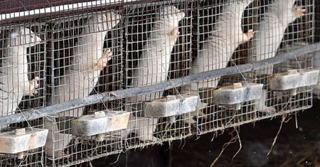 Koronawirus. Zmutowany wirus COVID-19 przeniósł się na ludzi