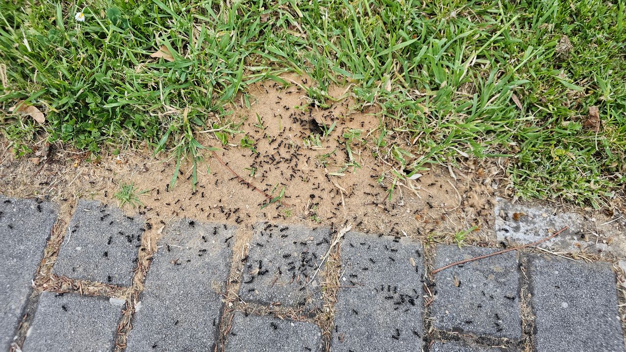 Tani i ekologiczny sposób na mrówki