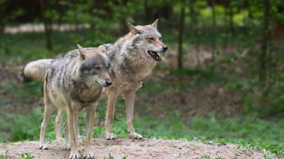 Głogów: Wilki pojawiły się w kolejnej miejscowości. Gdzie lepiej nie wybierać się na jesienny spacer ?