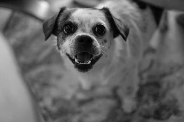 Zrób coś dobrego – sfotografuj psiaka w schronisku! O wpływie fotografii na adopcję zwierząt 2