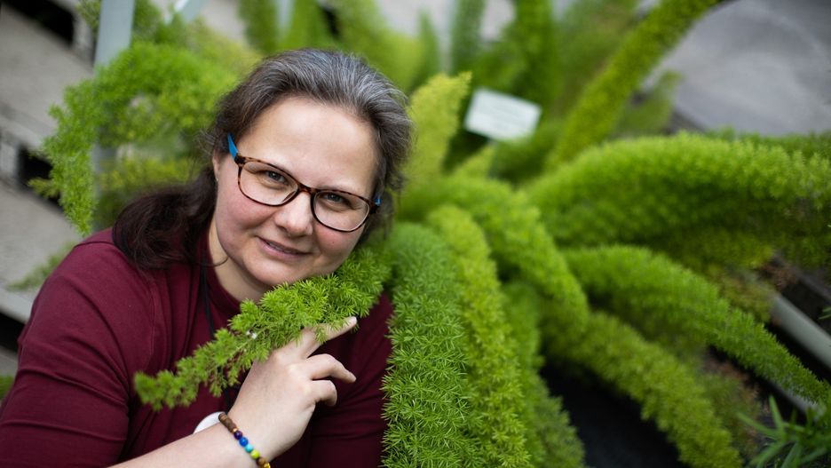  Dr Magdalena Hampel i Asparagus densiflorus