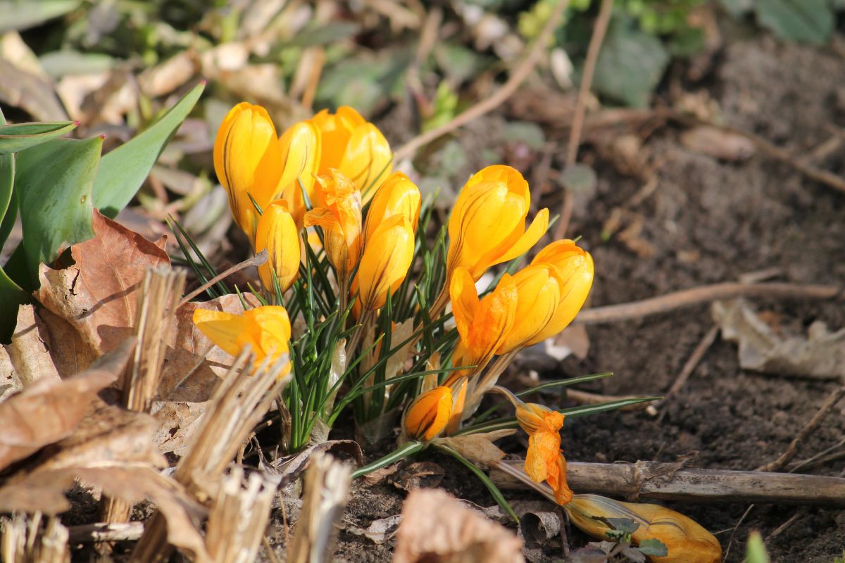 Krokus złocisty.