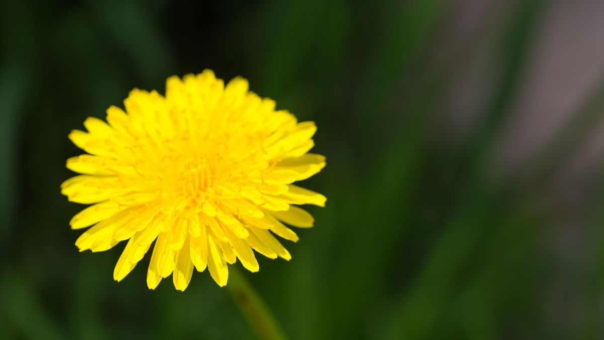 Mlecz polny spotkać możemy na łąkach oraz polach.