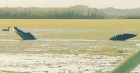Gigant poluje na ofiary. Wideo mrozi krew w żyłach