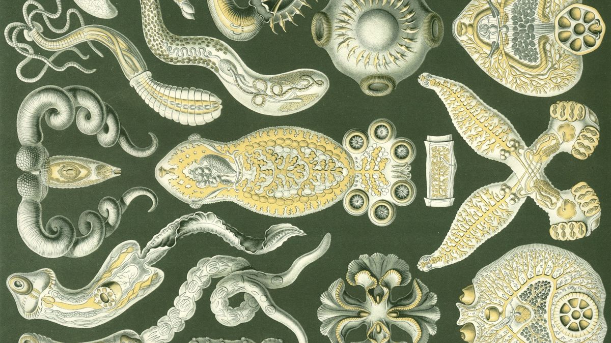 Płazińce według Ernsta Haeckela.