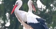 Słynny bocian już z partnerką. Teraz czekamy na potomstwo