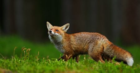 Pamiętacie Firefox Focus? W końcu można powiedzieć, że to pełnoprawna przeglądarka