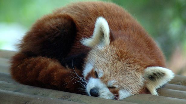 Urodziny Firefoksa: popularna przeglądarka skończyła 7 lat 1