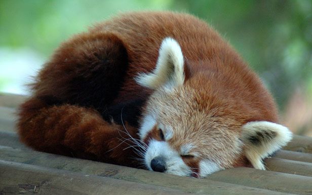 Firefox (Fot. Flickr/Raphael Quinet/Lic. CC by-sa)