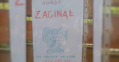 Mały Lucjan zgubił ukochanego misia na placu zabaw. Ktokolwiek widział…
