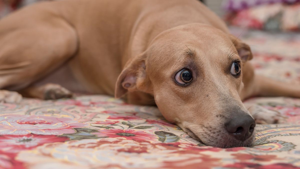 Tak psy odczytują nasze emocje