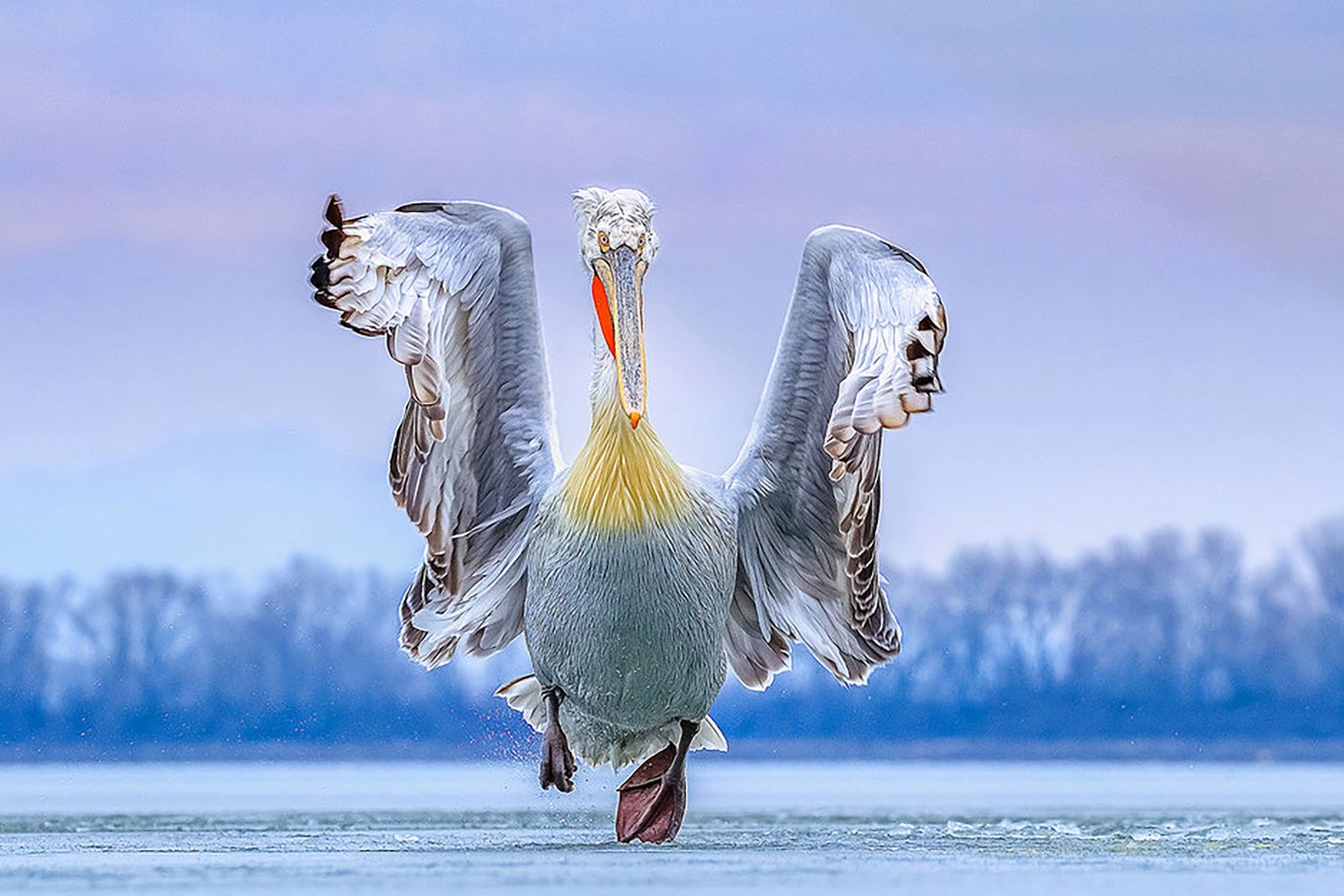 Bird Photography of the Year 2019: piękno ptaków w najlepszym wydaniu 1