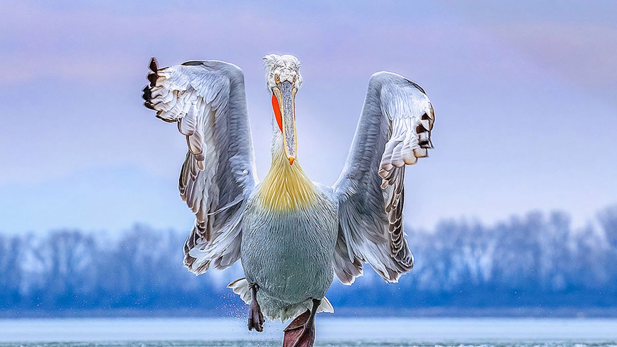 Bird Photography of the Year 2019: piękno ptaków w najlepszym wydaniu 1