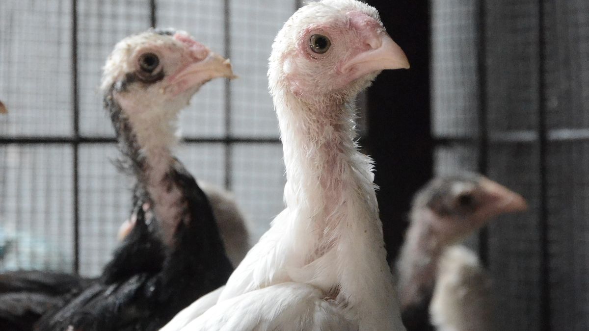 Ognisko ptasiej grypy na farmie indyków