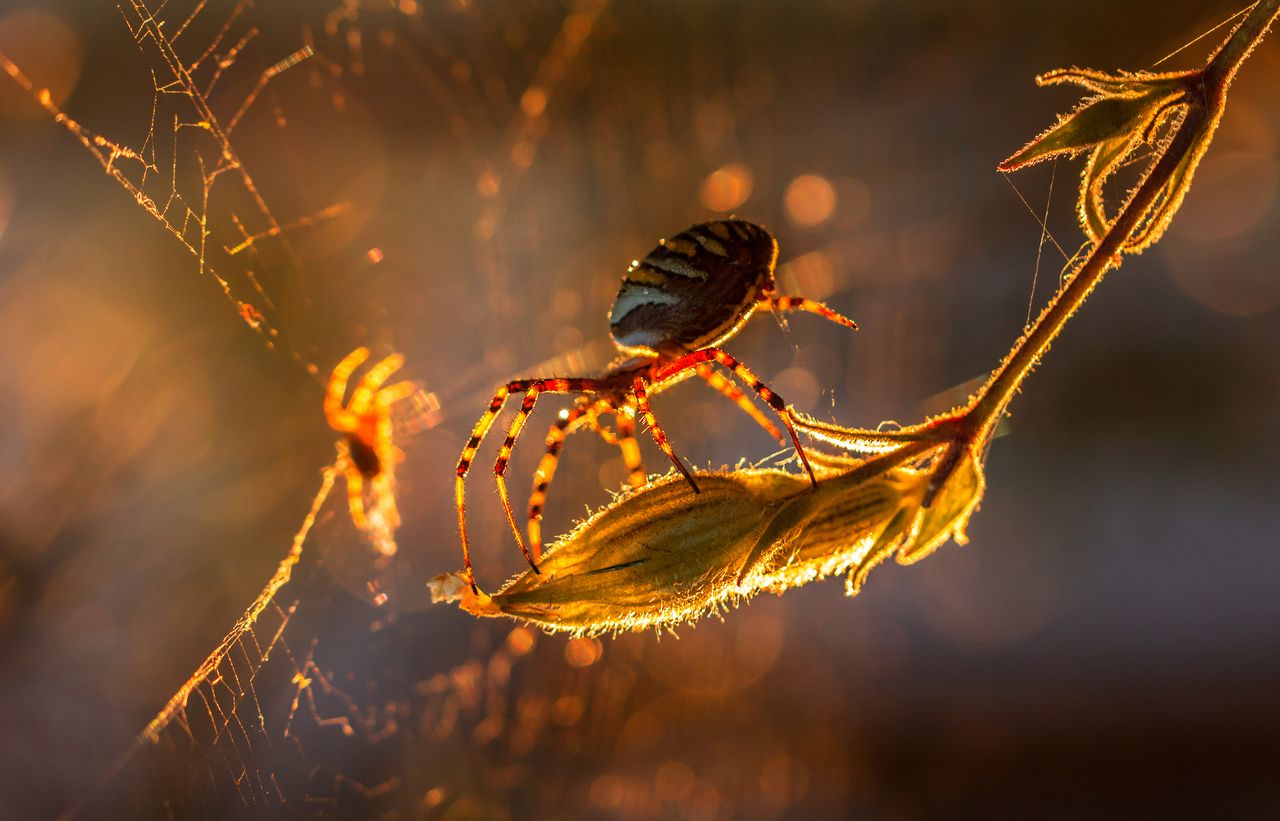 Paweł Pluciński najbardziej lubi fotografować przyrodę. Fascynowała go od zawsze, a dzięki fotografii może dzielić się tym zamiłowaniem z innymi. Fotografuje zwierzęta, owady i krajobrazy. Wszystko to, co dostarcza matka natura. Paweł jest bardzo związany z polskim krajobrazem. Według niego u nas jest wystarczająco pięknie, nie ma więc potrzeby, aby szukać tego piękna za granicami.