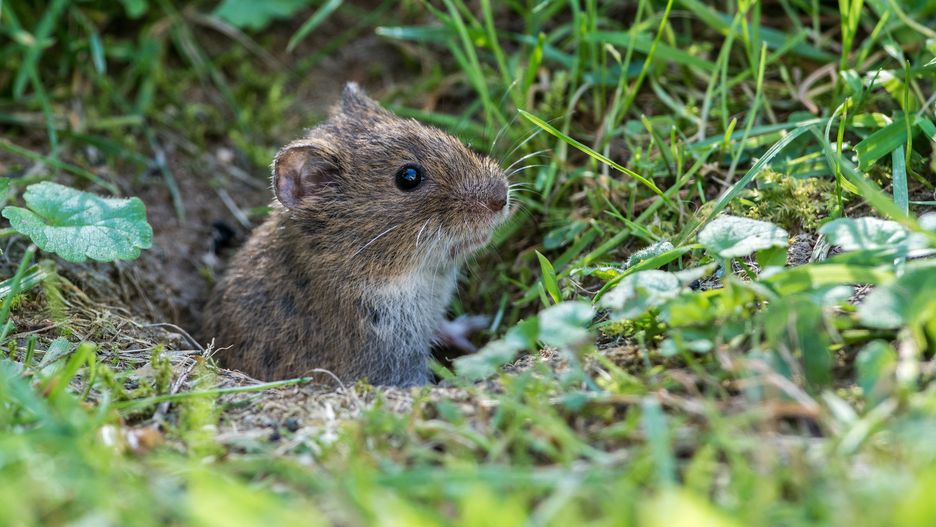 Jak pozbyć się nornicy z ogrodu? Domowe sposoby na walkę z nornicami