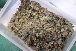 Legnica. Policja przejęła narkotyki o wysokości 0,5 mln zł. Dwóm mężczyznom grozi kara do 12 lat więzienia