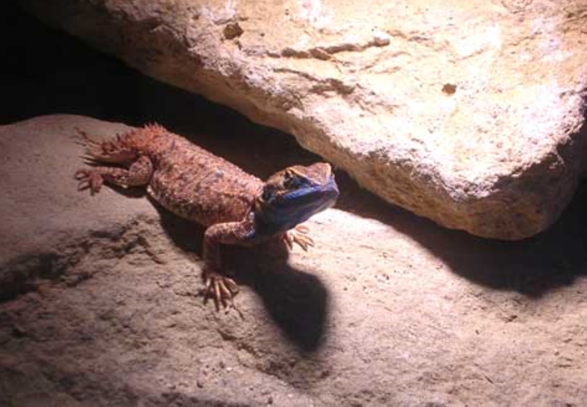 Xenagama taylori - tzw agama