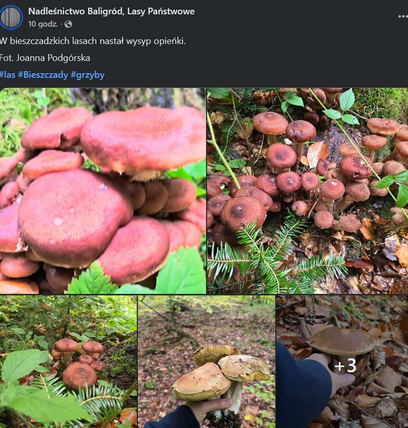 Post z opieńkami na profilu Nadleśnictwa Baligród na facebooku