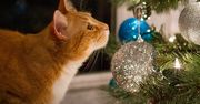 Spryskaj tym choinkę. Kot będzie ją omijał szerokim łukiem