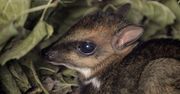 We wrocławskim zoo urodził się myszojeleń. Wszyscy liczą, że okaże się samcem