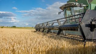 Ceny jęczmienia paszowego 2025 pod presją deszczu – ile naprawdę zapłacą Ci skupy?