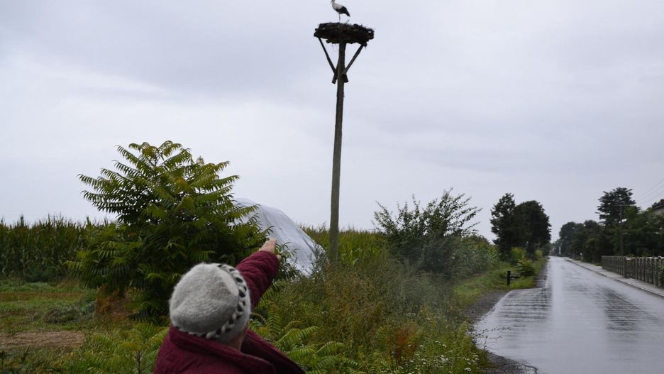 Bociana Kajtka znali wszyscy 
