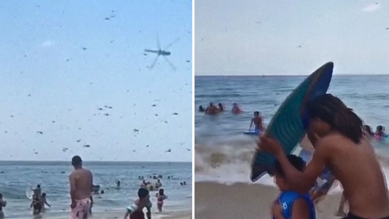 Atak roju owadów na plaży w USA. Nagranie świadka