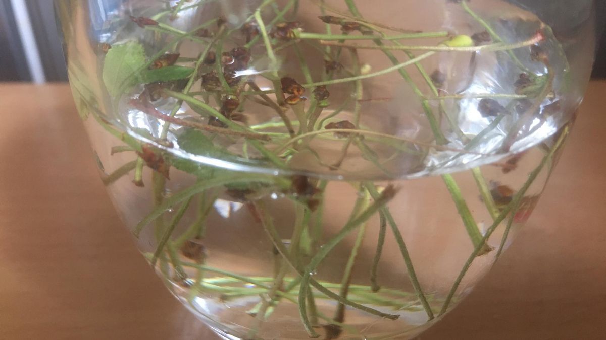 Czy picie naparu z ogonków z czereśni odchudza? 