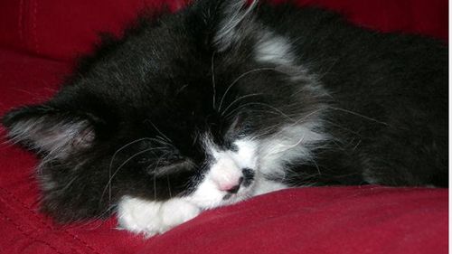 Drzemka po obiedzie to nie tylko przyzwyczajenie 1