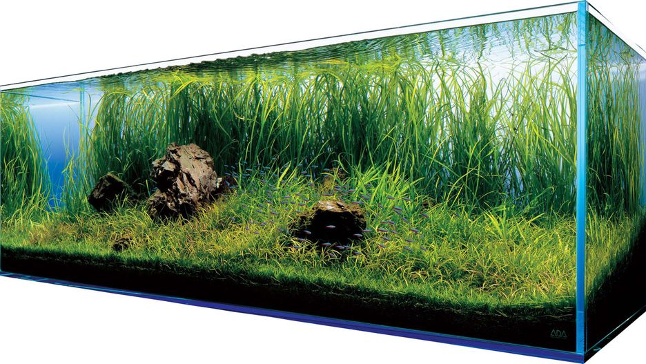 Magia podwodnego świata: Przygody posiadacza akwarium