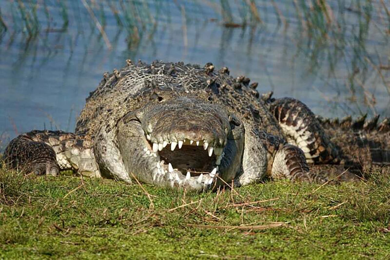 Oko w oko z bestią. Croczilla to największy krokodyl na tym terenie