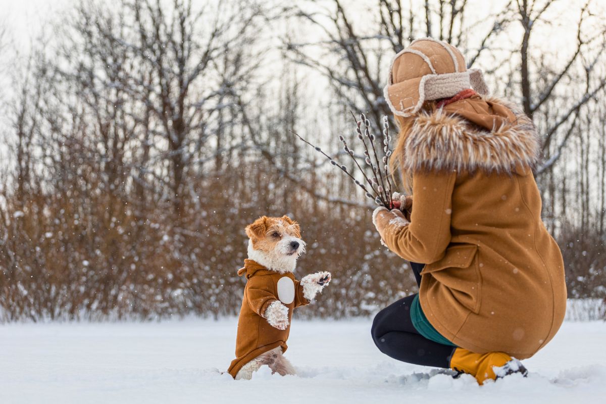 Thanks to these methods, your dog won't feel the cold too much.