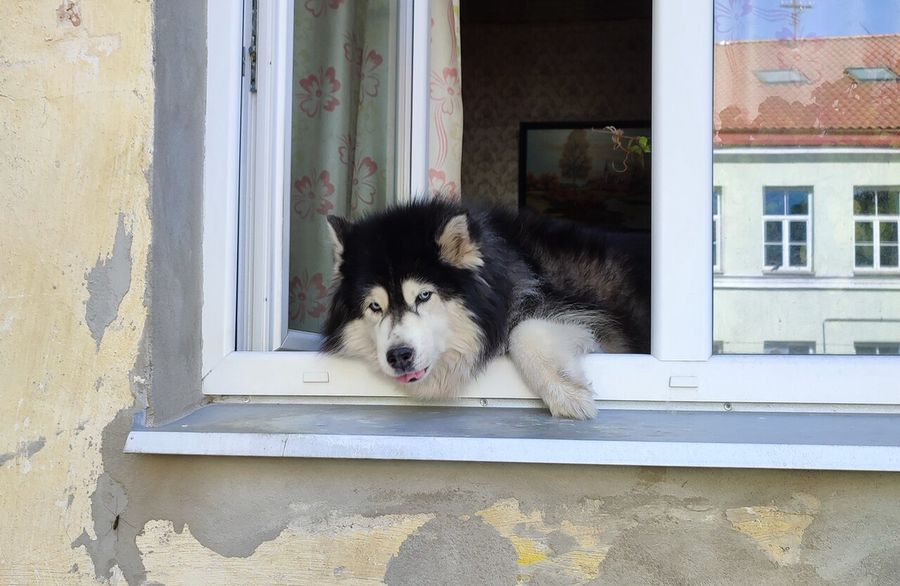 Pies w oknie w Wilnie