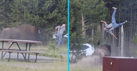 Bizon podrzucił go 2,5 m w powietrze. Nagranie wypadku w Yellowstone