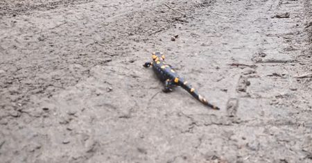 Uwaga, salamandra! Nagranie leśnika z Baligrodu