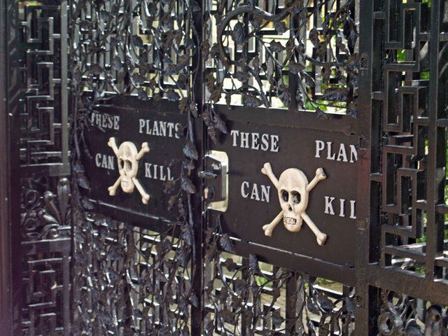 Inside England's deadly garden: A tour of toxic wonders