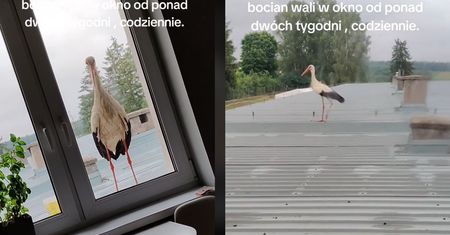 Nieustępliwy bocian. Od dwóch tygodni nachodzi ludzi