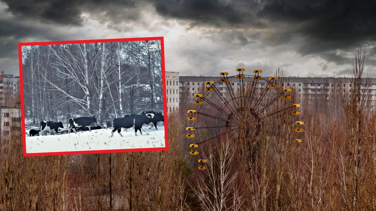 W zamkniętej strefie nadal żyją ludzie i zwierzęta