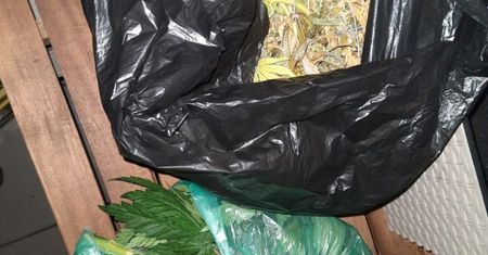 Kłodzko. Zlikwidowano plantację marihuany. 34-latek ma poważne kłopoty