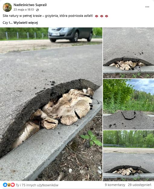 Grzybnia, która podniosła asfalt. Nadleśnictwo w Supraślu